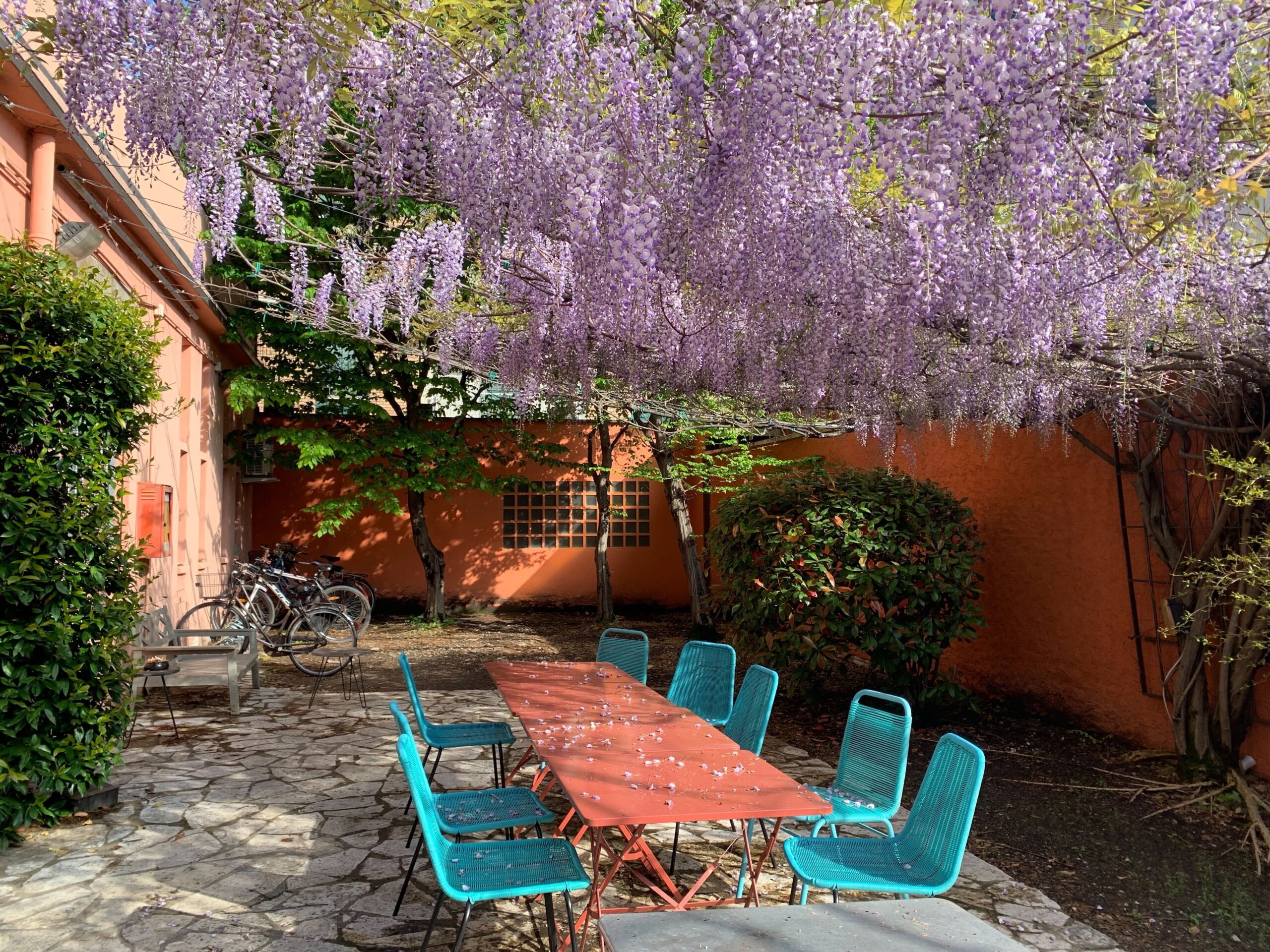 Glicine in fiore